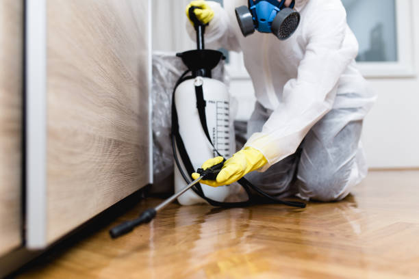 Best Termite Control Services  in Hurricane, UT