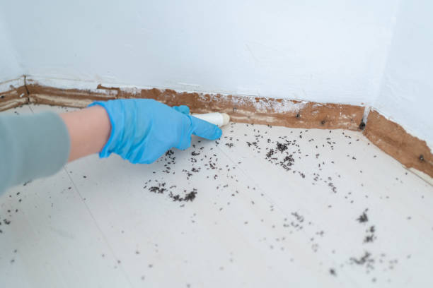Wasp Removal Services in Hurricane, UT